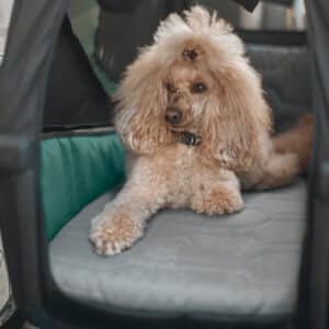 Bexey Dog Bed medium with dog on it